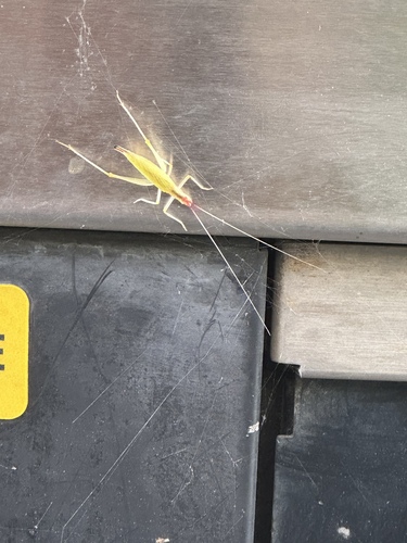 Broad-winged tree cricket
