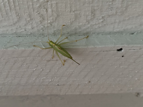 Oak Bush-cricket