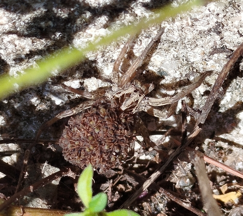 Radiated Wolf Spider