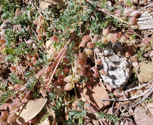 Astragalus humistratus var. hosackiae