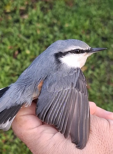 Sitta europaea asiatica