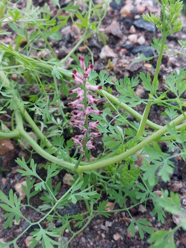 Common Fumitory