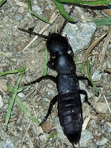 Devil's Coach Horse Beetle