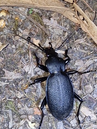 Leather Beetle