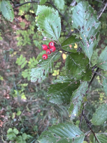 Mougeot's Whitebeam