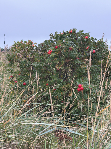 rugosa rose