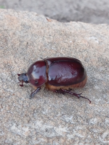 Phyllognathus excavatus
