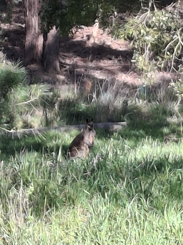 Swamp Wallaby
