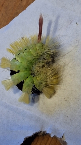 Pale Tussock Moth