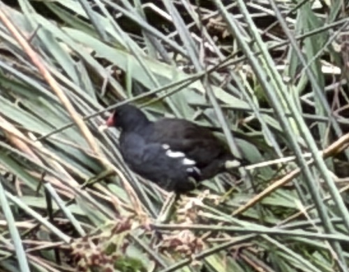 Eurasian Moorhen