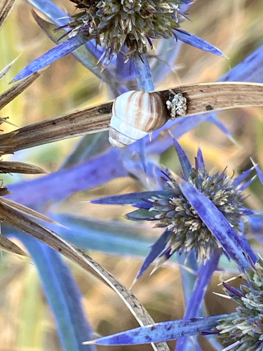 Zebra Snail