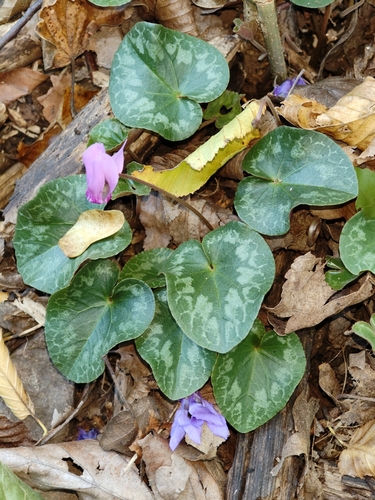 European Cyclamen