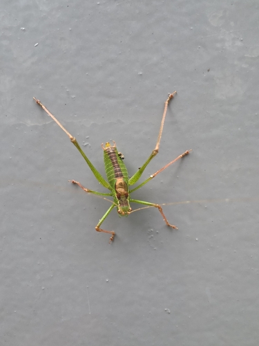 Speckled Bush-cricket