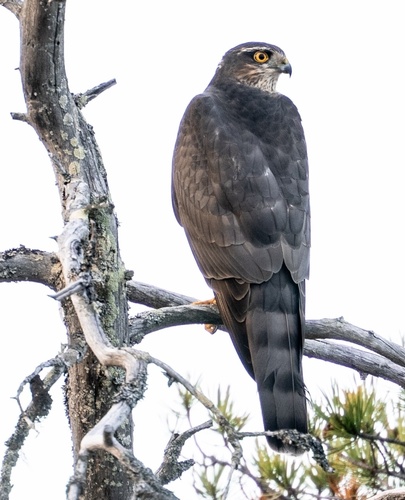 Eurasian Sparrowhawk