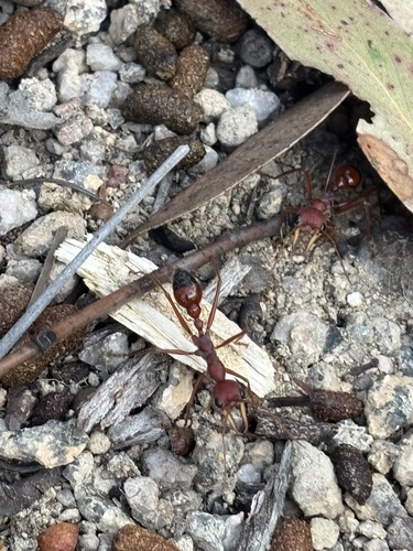 Red Bull Ant
