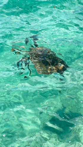 Green Sea Turtle