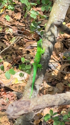Madagascar Giant Day Gecko