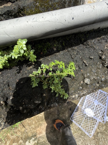 Artillery Plant
