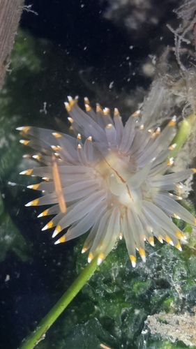 White-and-orange-tipped Nudibranch