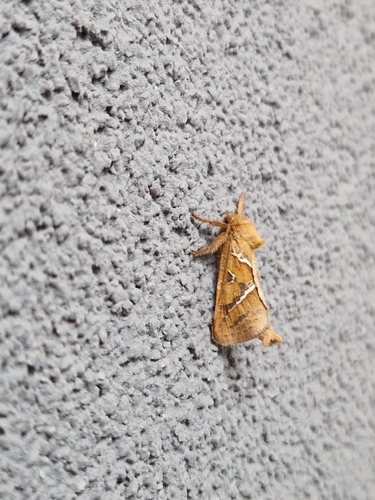 Orange Swift