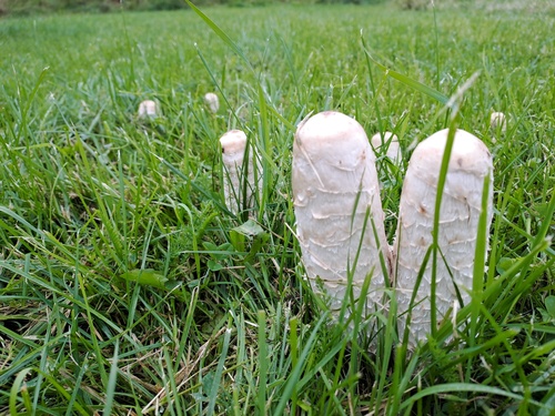 Shaggy Mane