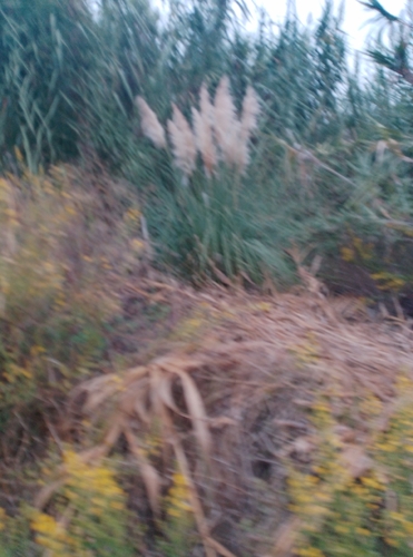 Pampas Grass