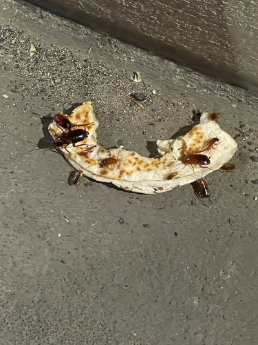 Turkestan Cockroach