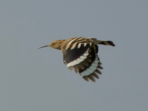 Common Hoopoe