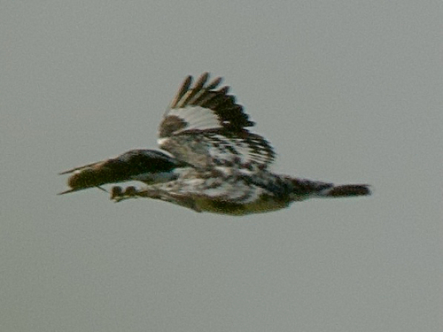 Pied Kingfisher