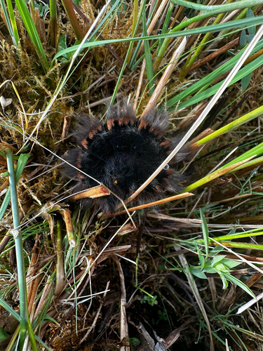 Fox Moth