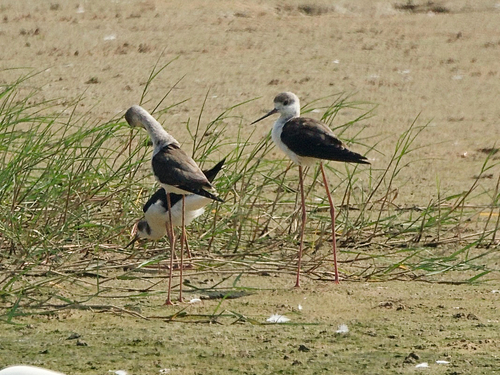 Black-winged Stilt