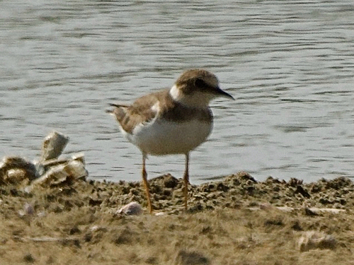 Little Ringed Plover