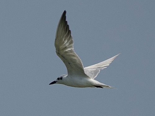 Whiskered Tern