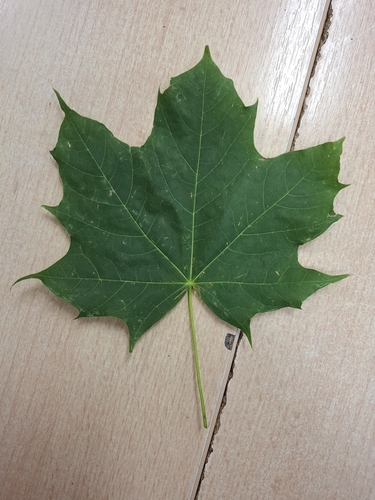 Norway maple