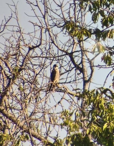 Peregrine Falcon