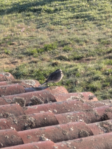 White Wagtail