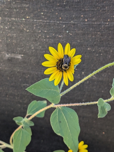 Southern Plains Bumble Bee