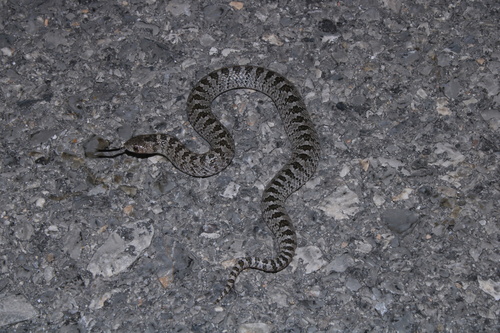 culebra nariz de gancho occidental