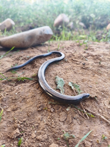 Common Slowworm