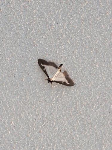 Box Tree Moth