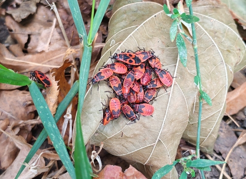 European Firebug