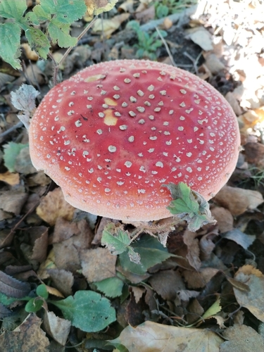 Fly Agaric