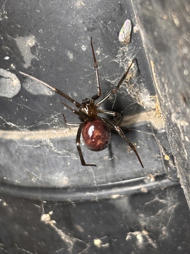False Black Widow