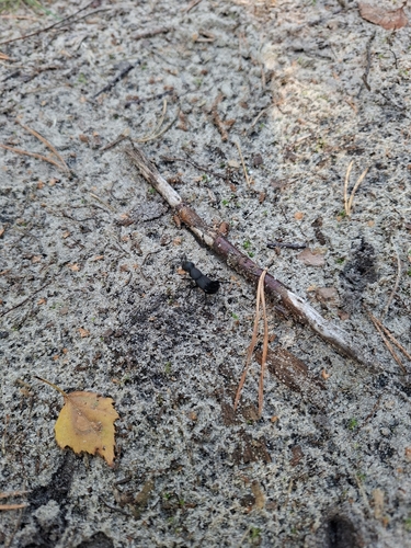 Devil's Coach Horse Beetle
