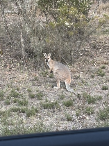 Red-necked Wallaby