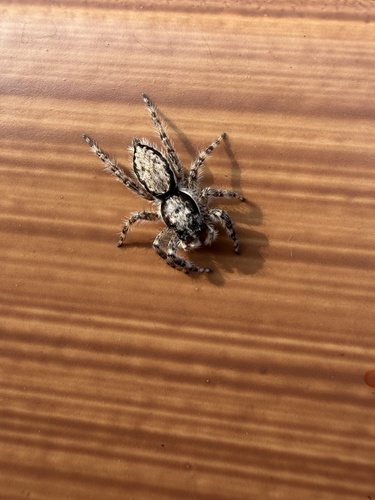 Menemerus fulvus
