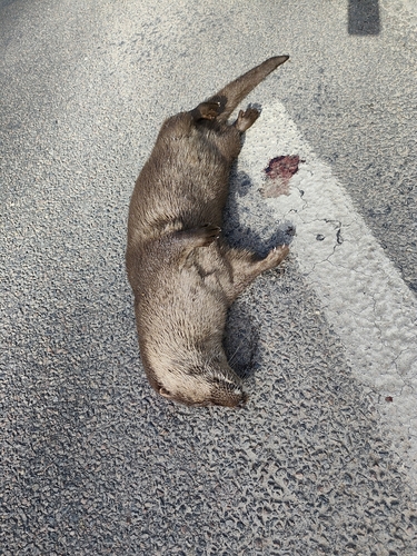 Eurasian Otter