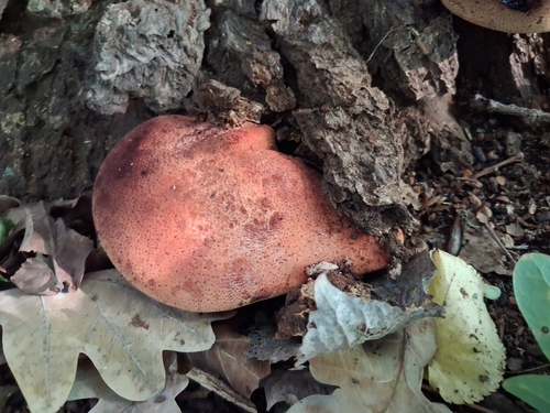 Beefsteak Polypore