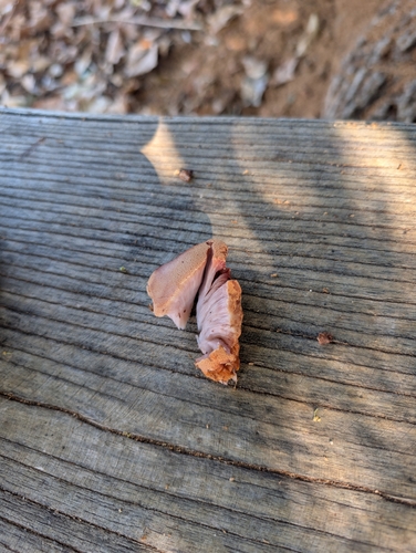 Beefsteak Polypore