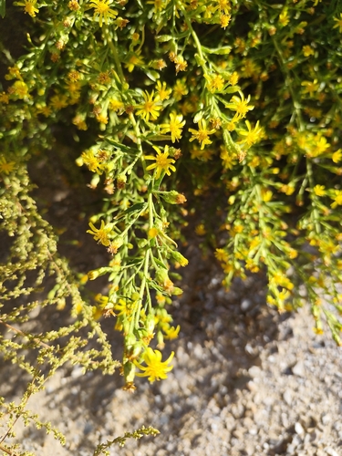 false yellowhead